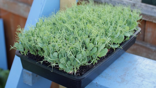 Pea shoots and microgreens grow well in seed trays - so make a great choice for very small spaces. 