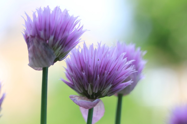 Chive flowers add colour to your containers in the spring - and taste good, too