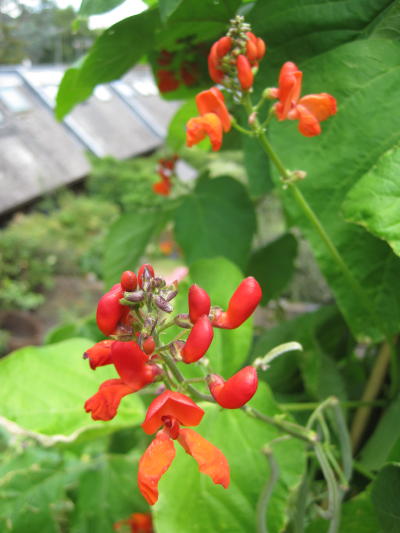 It's a bit of a secret that runner bean flowers are edible - and delicious