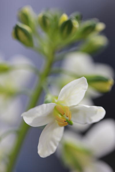 The flowers of many Asian greens and mustards are pretty and edible. This is Chinese broccoli in flower - a tasty and fast growing container crop