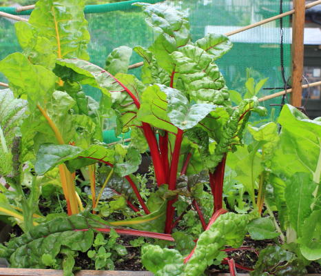 Bright lights chard - actually this picture doesn't really do it justice, but its the best I could find!
