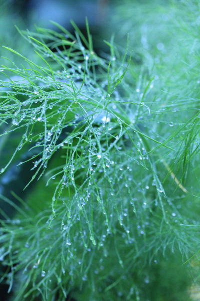 Fennel fronds can contrast beautifully with other leaves