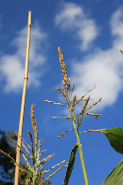 I like the stately spires of sweetcorn and the way the leaves rustle in the wind!