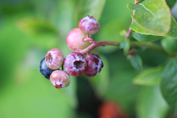 As well as pretty and tasty fruits like this, blueberries also give you blossom in spring and red leaves in autum