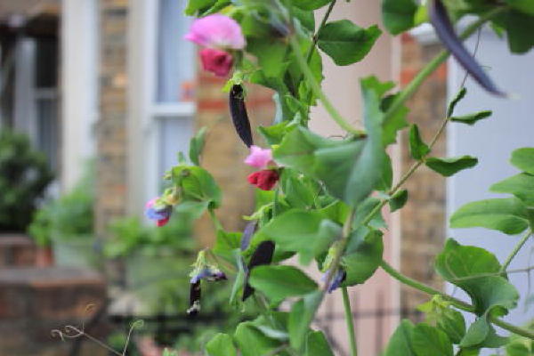 These purple podded peas looked great by the front door of the house
