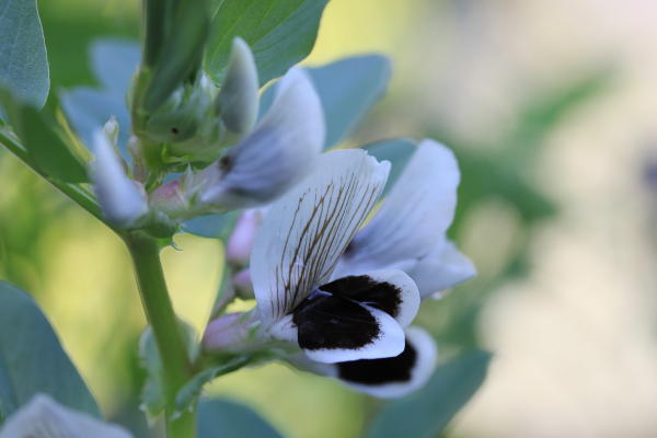 Broad beans are not a very productive plant for small spaces - but I often grow a few because I love both the blossom and the beans are my all time favourite veg!