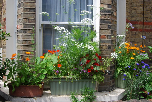 Flowers I grew with my next door neighbours - they brightened up the street AND attracted insect pollinators for my crops next door!