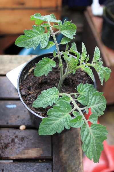 Small plants make a great gift - and it's common to have a few surplus you can give away