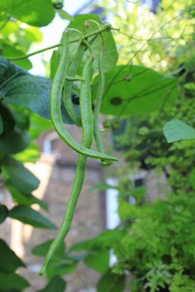 Runner beans are tastiest when small - pick them regularly to encourage them to produce more.