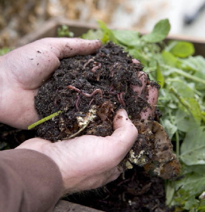 Worm compost is rich in microbial life as well as worms - and is invaluable for creating a living soil when growing in containers in small places