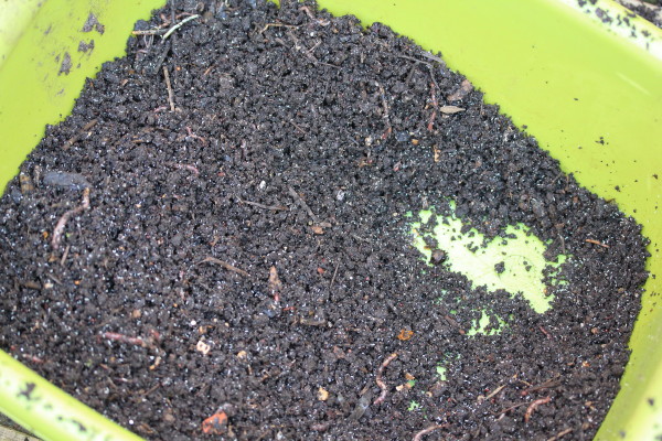 Teeming with life - the small white things are pot worms - but there are also billions of organisms in this bowl that you can't see