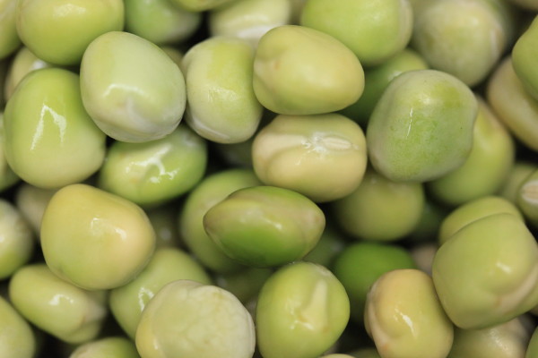 After 24 hours the peas have expanded - and are already looking more alive! They're now ready for sowing