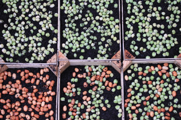 Sow the seeds close together - you might want to arrange them more neatly than this! The darker seeds in this picture are ful medames - an Egyptian bean that can be grown in the same way