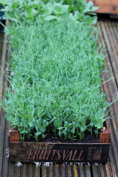 And after two or three weeks they'll be ready to eat! You can normally harvest pea shoots off a box like this over a week or two. And you'll get about half a pound (quarter of a kilo) off each box!