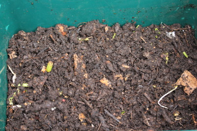 This is partly decomposed worm compost from another wormery. It makes good bedding for worms. But worm compost is not essential - there are other alternatives.