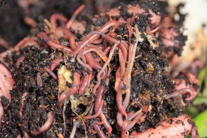 A common name for the worms you use in wormeries is Tiger worms. Various varieties are suitable. You only need one variety, but if you have more than one your wormery can be more efficient. Two common species used are: Dendrobaena venata and Eisenia fetida