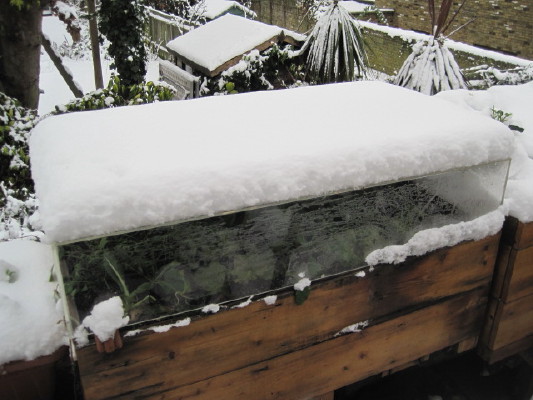 Some protection like a cloche (I found this perspex lid in a skip!) will help your plants survive in the snow. Many will survive without, depending on how cold your winter gets, of course. This was taken during 2010, a cold winter in London - and nearly all the crops that weren't covered, the kale and mooli etc, survived OK.