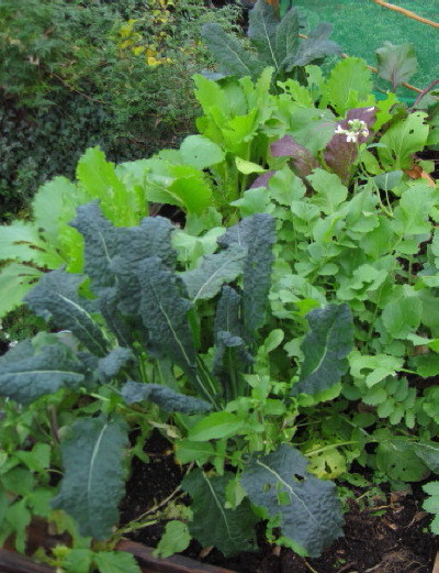 Cavelo nero, mooli, and red giant leaves in November - established enough to survive a cold snap.