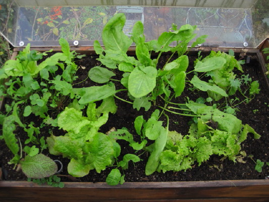 A selection of winter salads - many taste particularly full flavoured in winter (perhaps because they grow slower?)