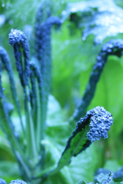 Cavelo nero can look very fine in containers in winter. And it seems to be very hardy - I've had mine buried for a few days under snow several times!