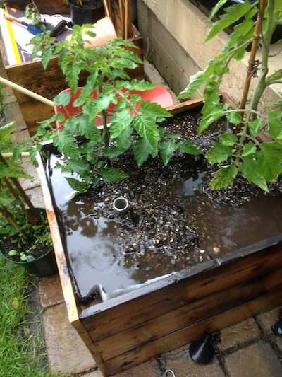 On June 28th we had the heaviest rain I've ever seen. Here's a pot just after part of the deluge. This is a fast draining growing mix - so you can imagine how much rain must have fallen to flood it out like this!