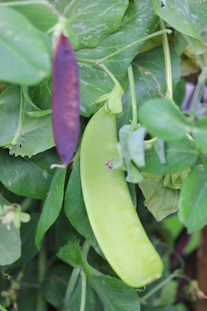 The peas were one crop that did well, enjoying the wet cool weather.