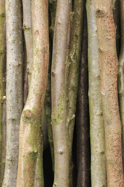 Bean poles made from hazel have so much more character than mass produced canes.