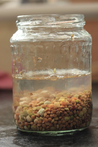 Soaking the seeds for twelve hours helps speed the germination process. The seeds will swell to double their size, too. 