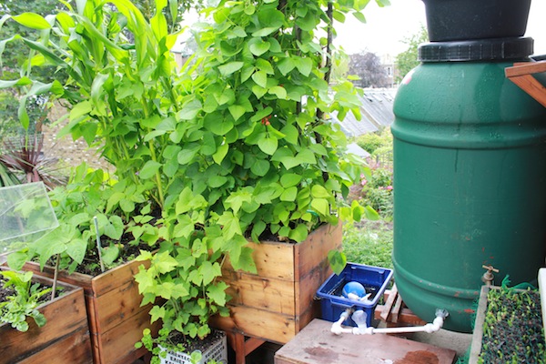 And here it is in action. It was possible to leave this for weeks - all watered automatically. Unfortunately, not all the containers on the balcony were rigged up to this system so we still needed to get friends round when we went away!