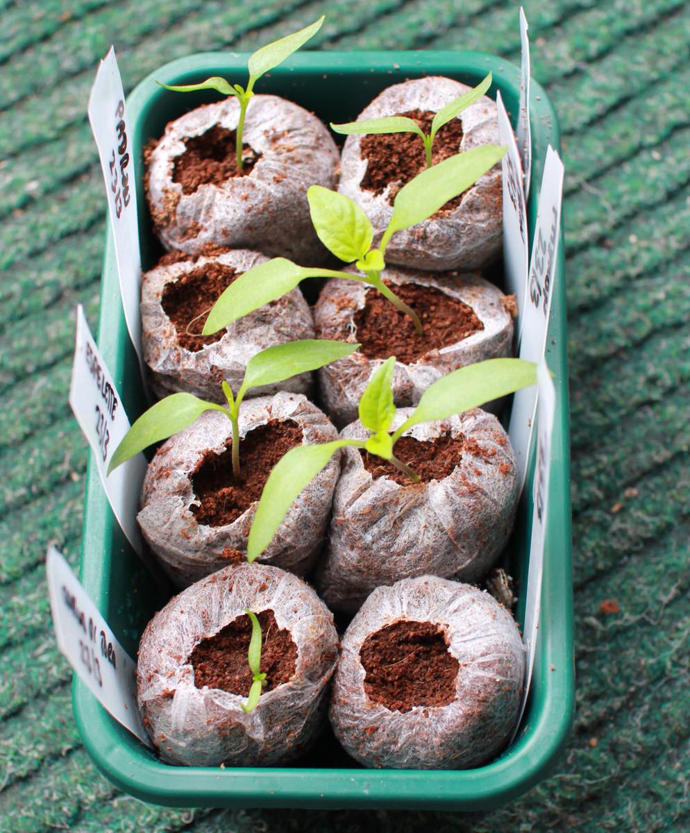 Growing chilli seedlings in coir jiffy plugs