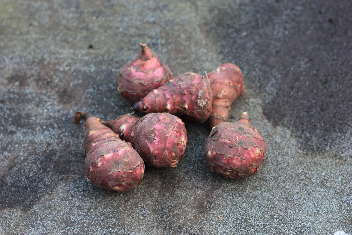 Jerusalem artichokes do surprisingly well in container