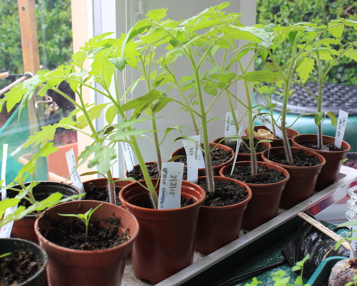 Grow lights online for tomato plants