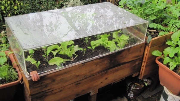 A homemade cold frame. This has salads growing in it, but I also put seedlings in pots in it in March and April. They get the benefit of the outside light but shelter from the winds. I bring them in at night and in cold weather. 