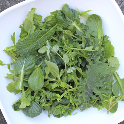 As growth of salads speeds up again, you can pick more to eat. This salad contains tatsoi, rocket, serifon, pea shoots and ful medame shoots. 