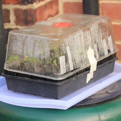 These are some seedlings that I've put outside for a dose of light on a warm day. The lid keeps them protected from the cold wind - but I'll take this off, too, when the seedlings get a bit bigger and stronger.