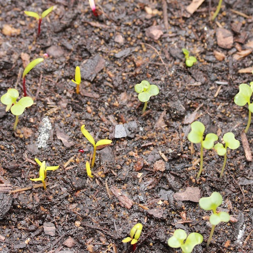 Salads can be sown outside now (particularly in warmer areas) or started inside for faster germination and then outside as seedlings.