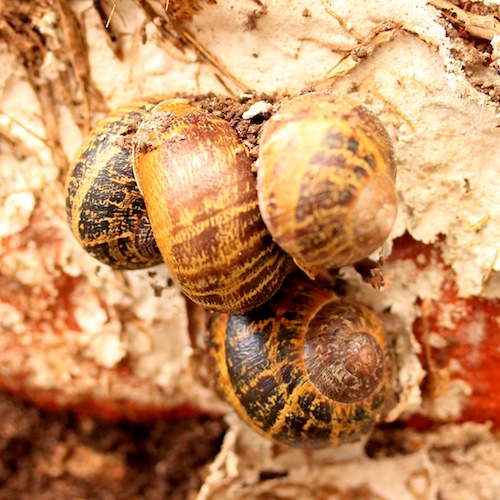 Here's a bunch of snails that were, until a week ago, lurking behind some ivy on the wall. I found at least 20 in total! Getting on top of the population at the start of the season is one of the best ways of keeping them under control later on.