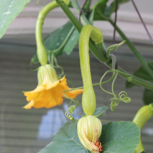 Tromba (or tromboncino) squash is a great alternative to courgettes in container - as climber it takes up much less space. 