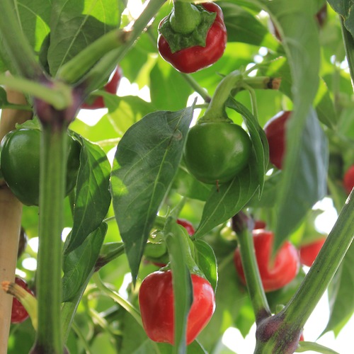 A super productive and pretty crop - as long as you have a sunny, warm spot.