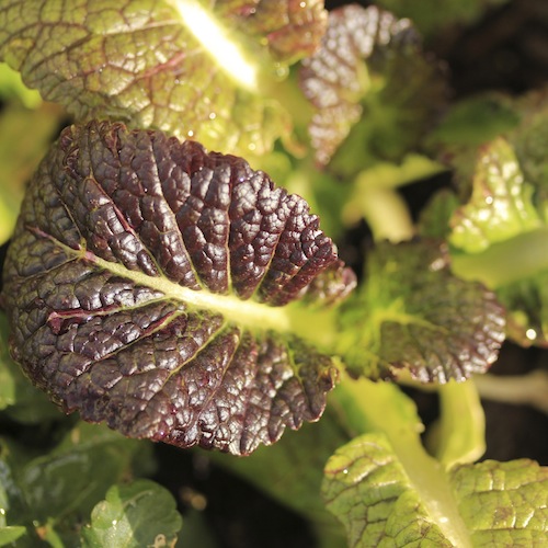There ars so many fantastic fast growing, tasty oriental greens including pak choi, mibuna, mizuna, Chinese cabbage, Chinese broccoli, serifon and mustard red giant (pictured).