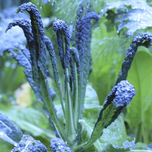 There's lots of good reasons to grow crops in your pots over winter - not least that they look so much better than bare earth. Cavelo nero is a great choice. 