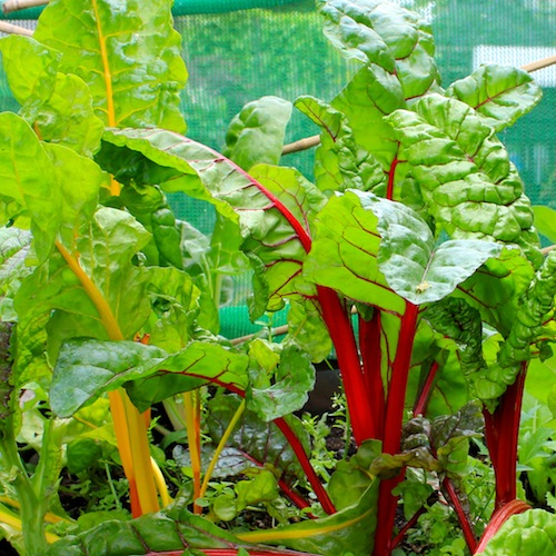 Bright lights or rainbow chard - keeping picking the outer leaves and you can harvest one plant for months. 