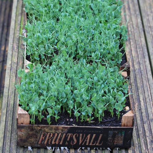 Pea shoots are fast and easy - old fruit trays like this make the perfect container.
