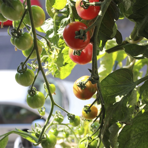 Few things taste as good as a home grown tomato. Grow them in good soil in a good sized pot and they are hugely productive, too. 