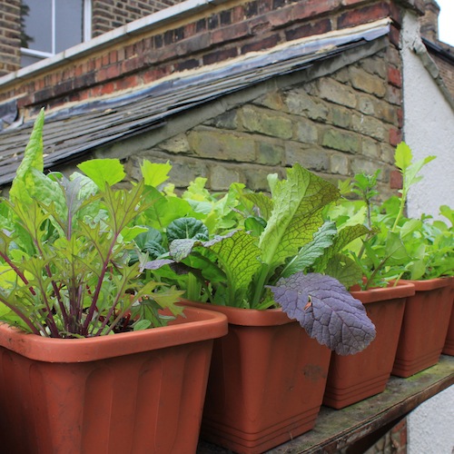 You can be self sufficient in salads with just a few pots like this. The secret is to keep sowing them in seed trays so that you always have a supply of baby plants to move into your containers when the old plants get tough or bitter. 