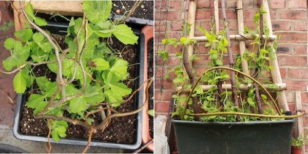 On the left are pea sticks – these can look great and are perfect for shorter varieties of peas. If using poles like on the right, you’ll probably need to tie the peas to the poles every couple of weeks, so that they are well enough supported.
