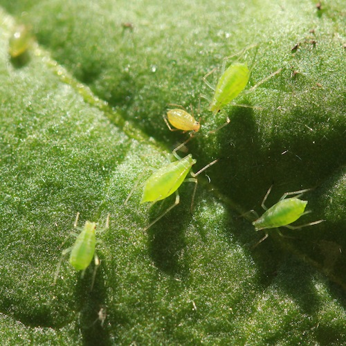 If you can catch aphids early you can often keep them under control by simply squishing them with your fingers. 