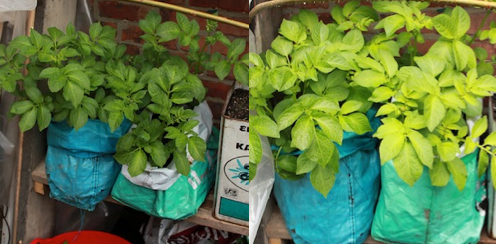 Bags are handy for growing potatoes - you can simply unroll the bags as the potatoes grow and pop more soil in the top. These are old recycling bags.