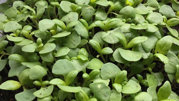 Warm loving microgreens like basil and shiso grow really well a this time of year. Lovely to have for the summer months. 