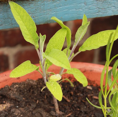 Sage grown from a cutting. Cuttings from most herbs are easy to do and a great way of expanding your herb collection for free! 